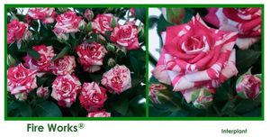 ROSE BR. FIRE WORKS 40